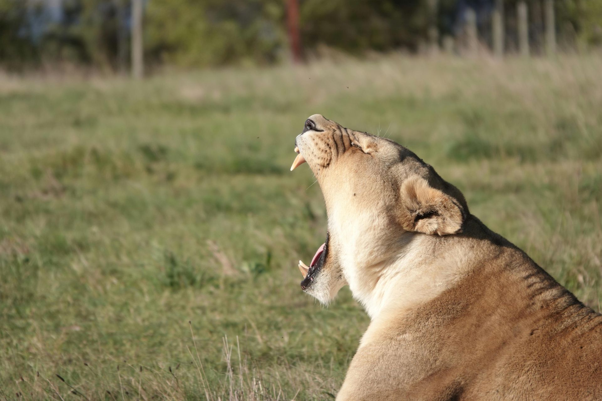 Cougar Roaring