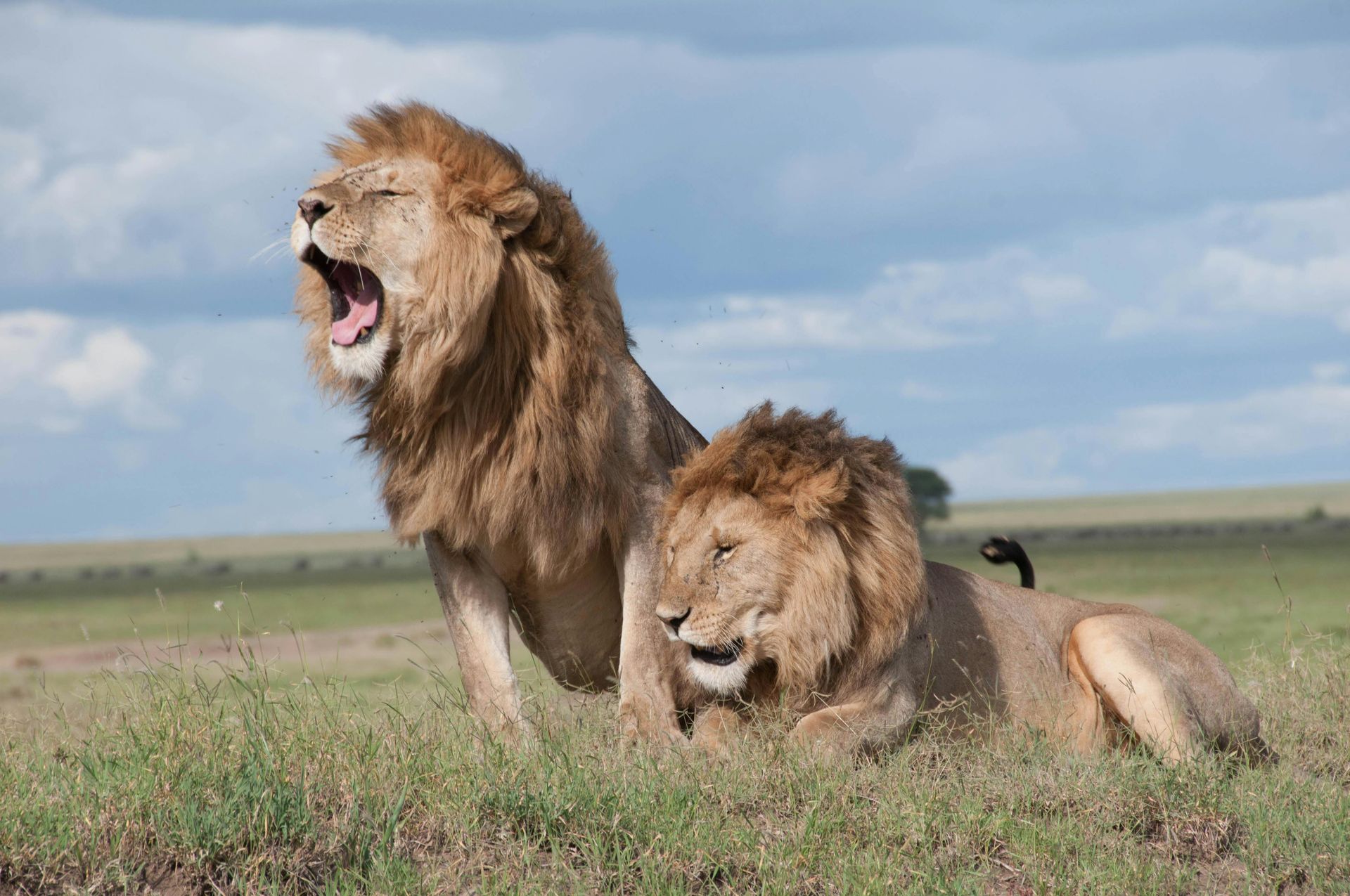 Lions in Serengeti National Park
