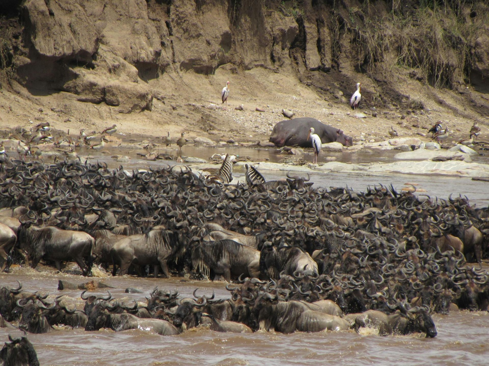 Wildebeests migration