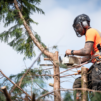 tree felling