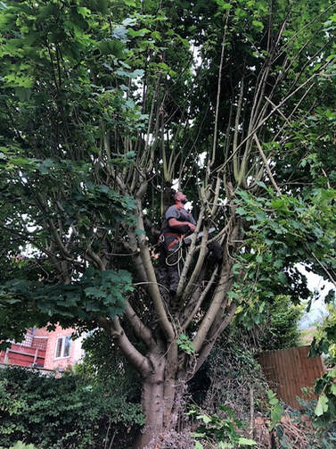 tree surgeon in Derby performing tree trimming and tree pruning
