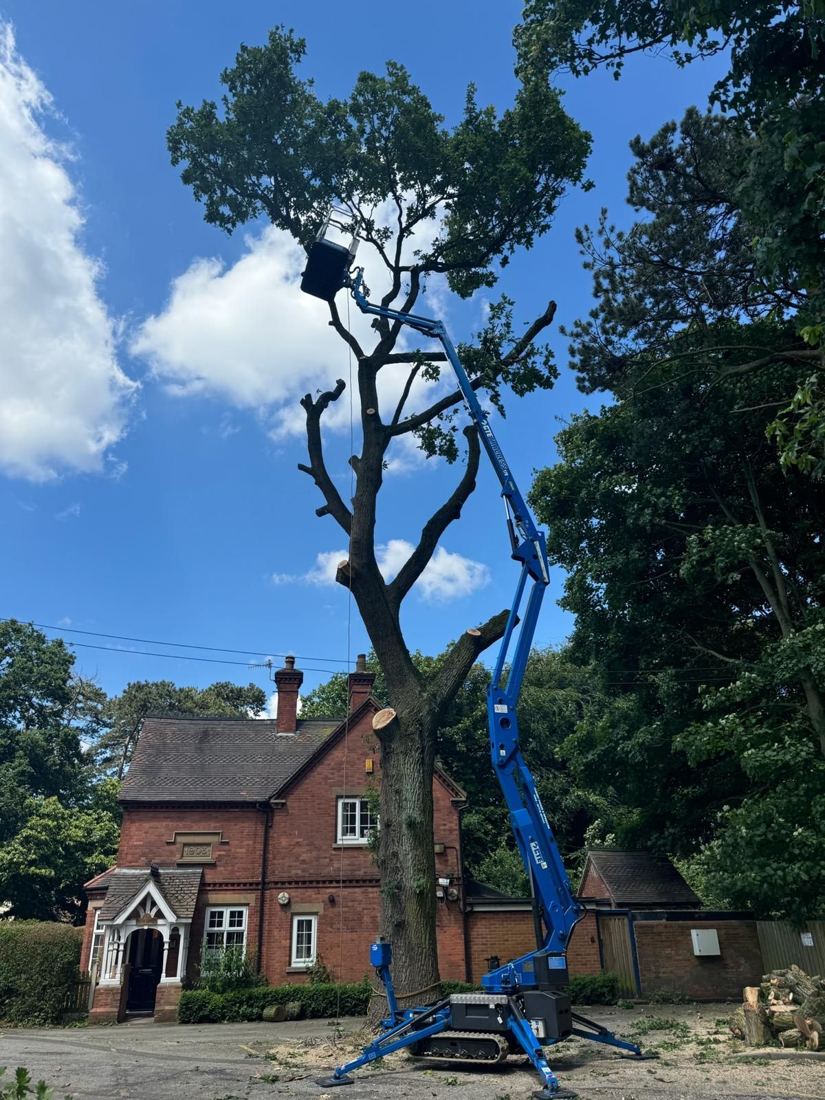 professional tree surgeon