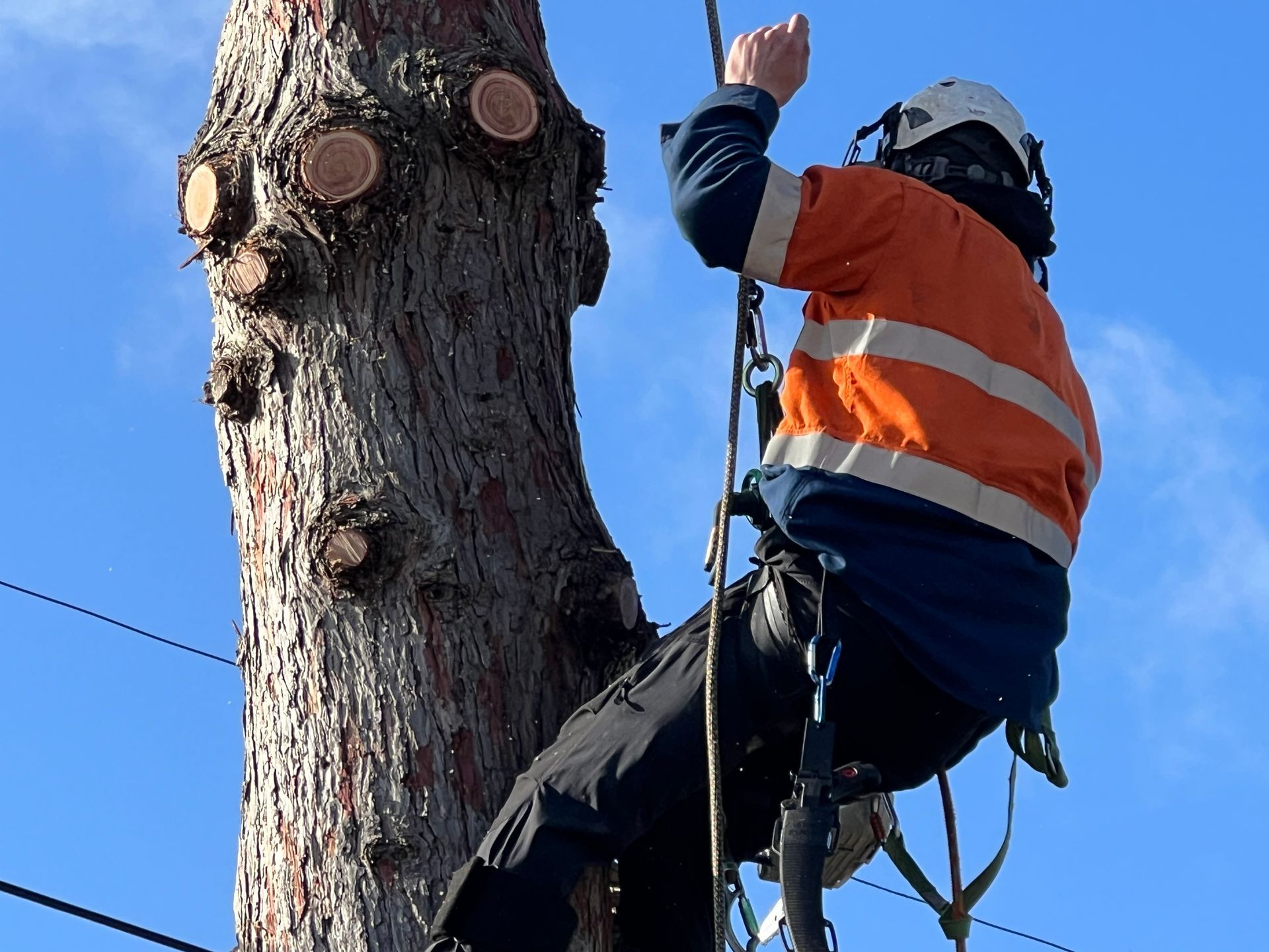 tree felling in west bridgford