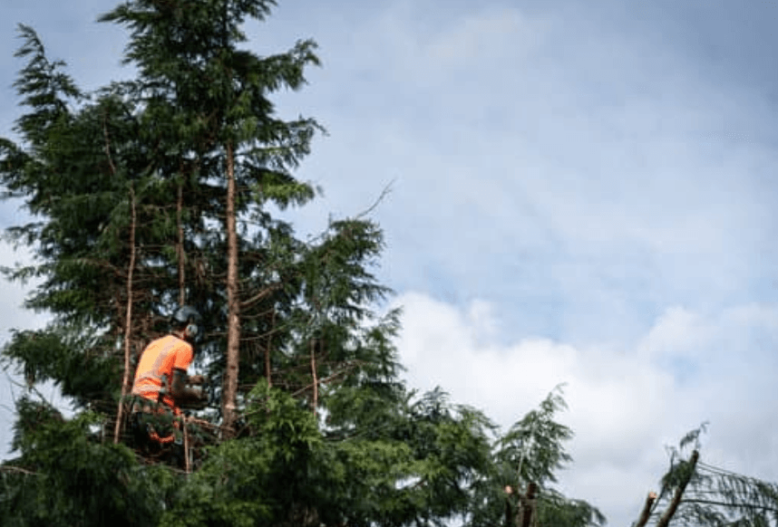 conifer removal service by tree expert
