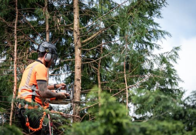 conifer tree maintenance services in derby