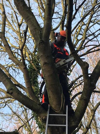 tree felling and tree cutting service in derby area