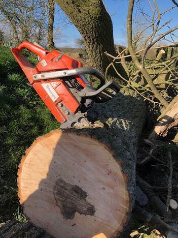 tree surgeons in Derby performing emergency tree services