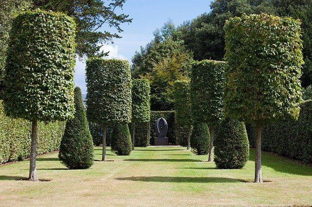 beautiful hedge trimmed and cut