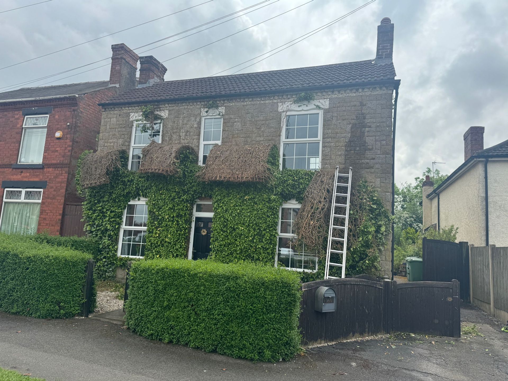 Ivy Removal job 