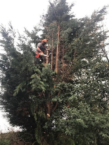tree surgeons in derby on tree crown thinning and tree crown reduction