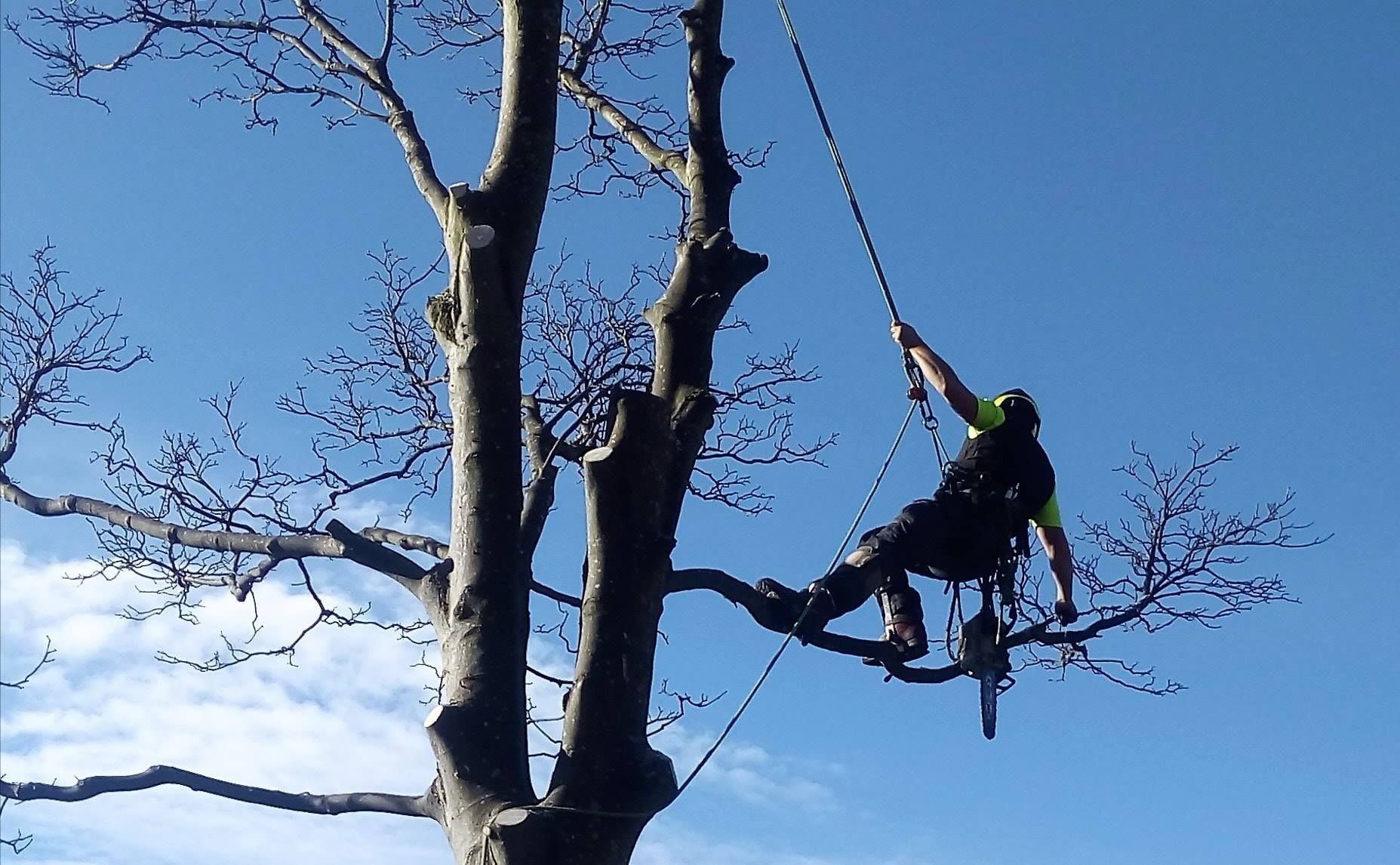 professional tree surgeon