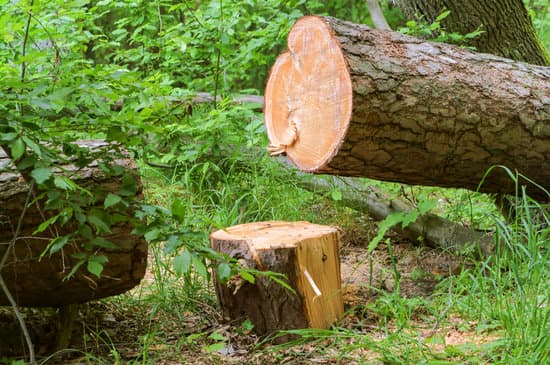 Tree Felling Nottingham - Sectional Dismantling