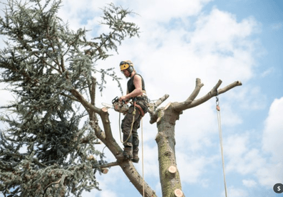 tree pruning by tree surgeon