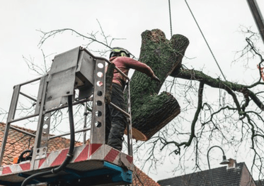 tree sectional dismantling service