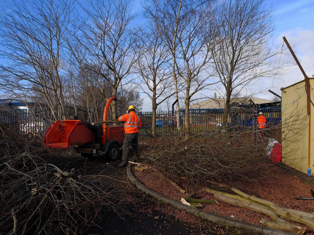 commercial tree services in Derby