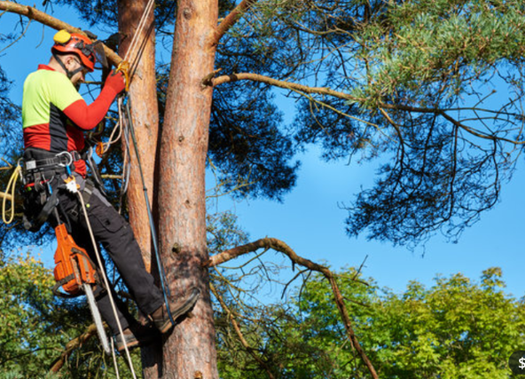 Tree Services Cardiff