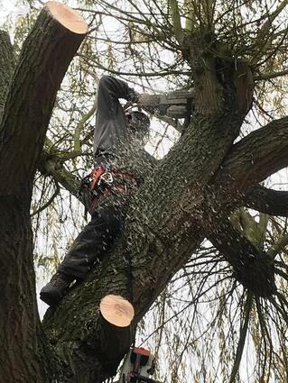 Photo of ongoing work by Tree removal service professionals.