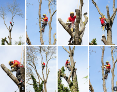 tree crown thinning and reduction sequence