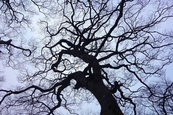 dead wood removal by tree surgeon in nottingham