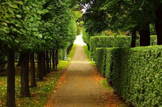 hedge trimming tree service in nottingham