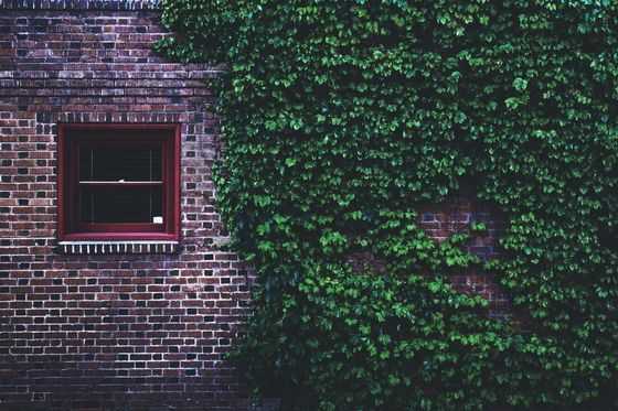 overgrown ivy due for ivy removal tree service