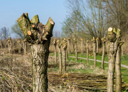 tree pollarding within nottingham area