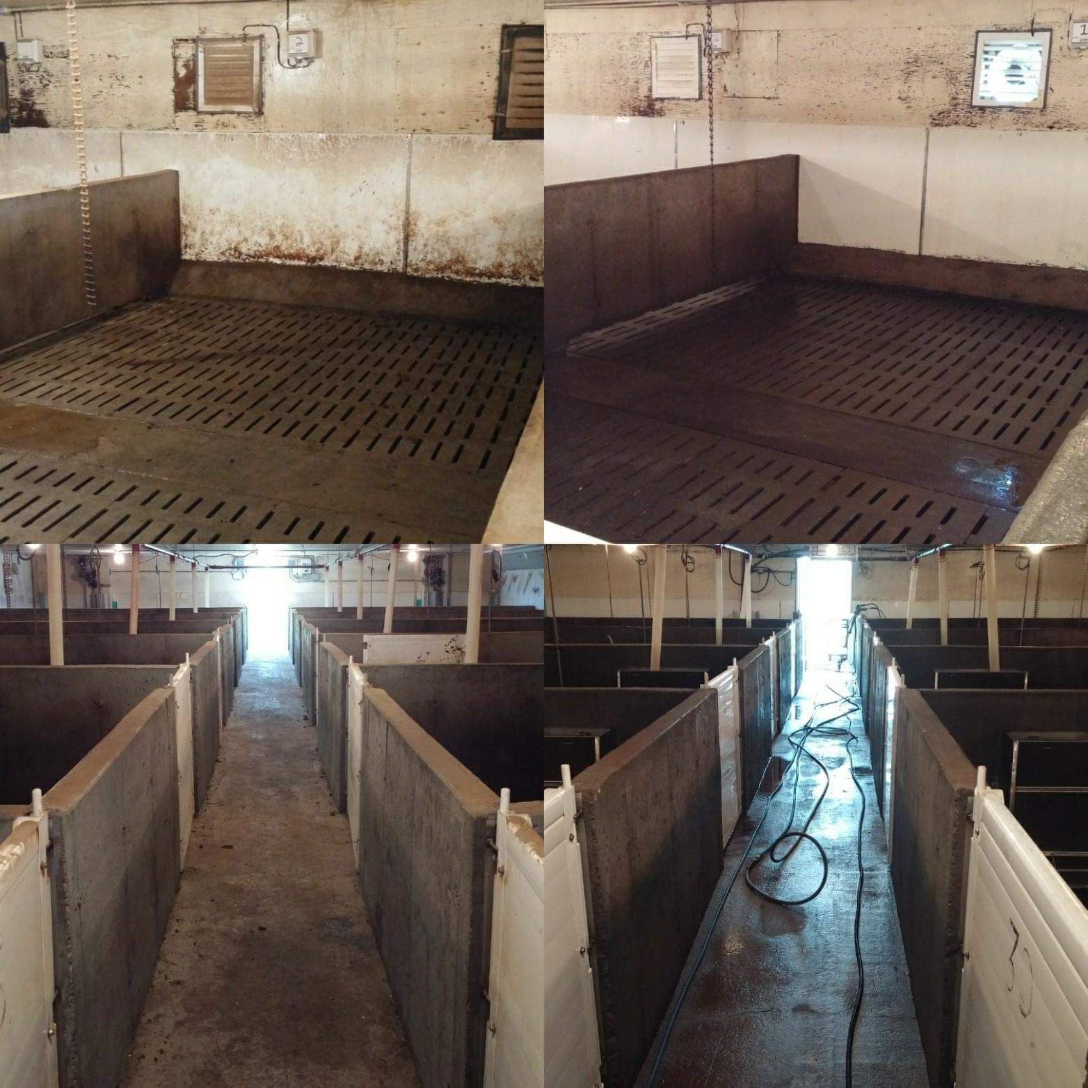 Un collage de quatre photos d'une ferme porcine
