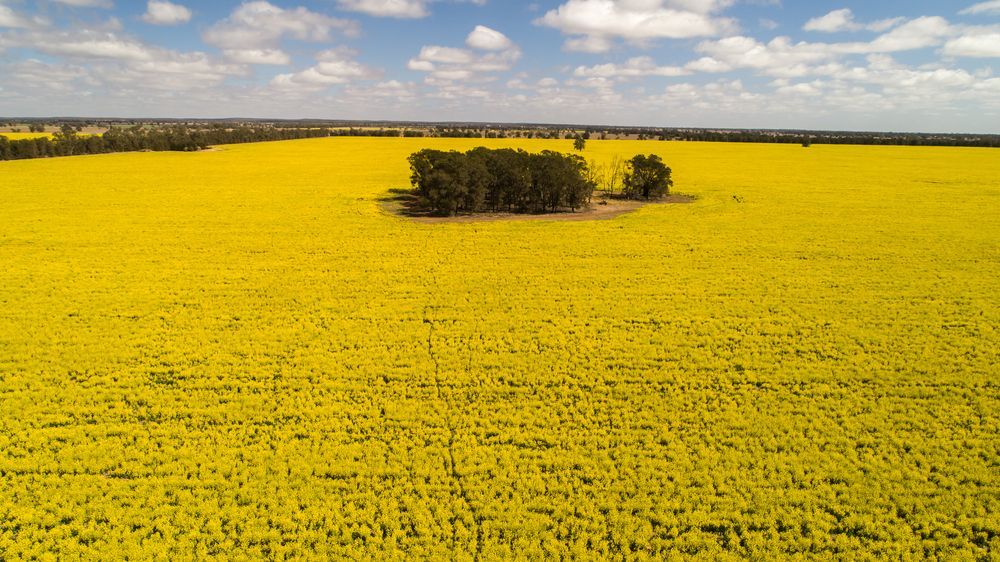 Aerial View Of Yellow Canola Crops On Farmland In Narromine — Towing Service In Narromine, NSW