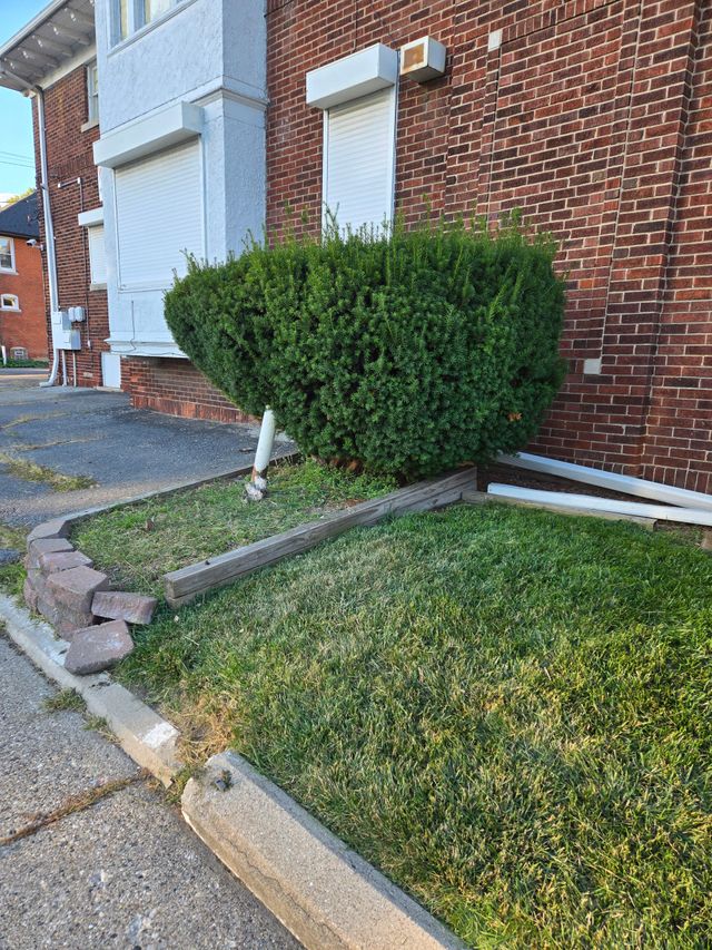 A brick building wall with white shutters, a trimmed green bush, and a raised concrete garden bed with loose paving stones.