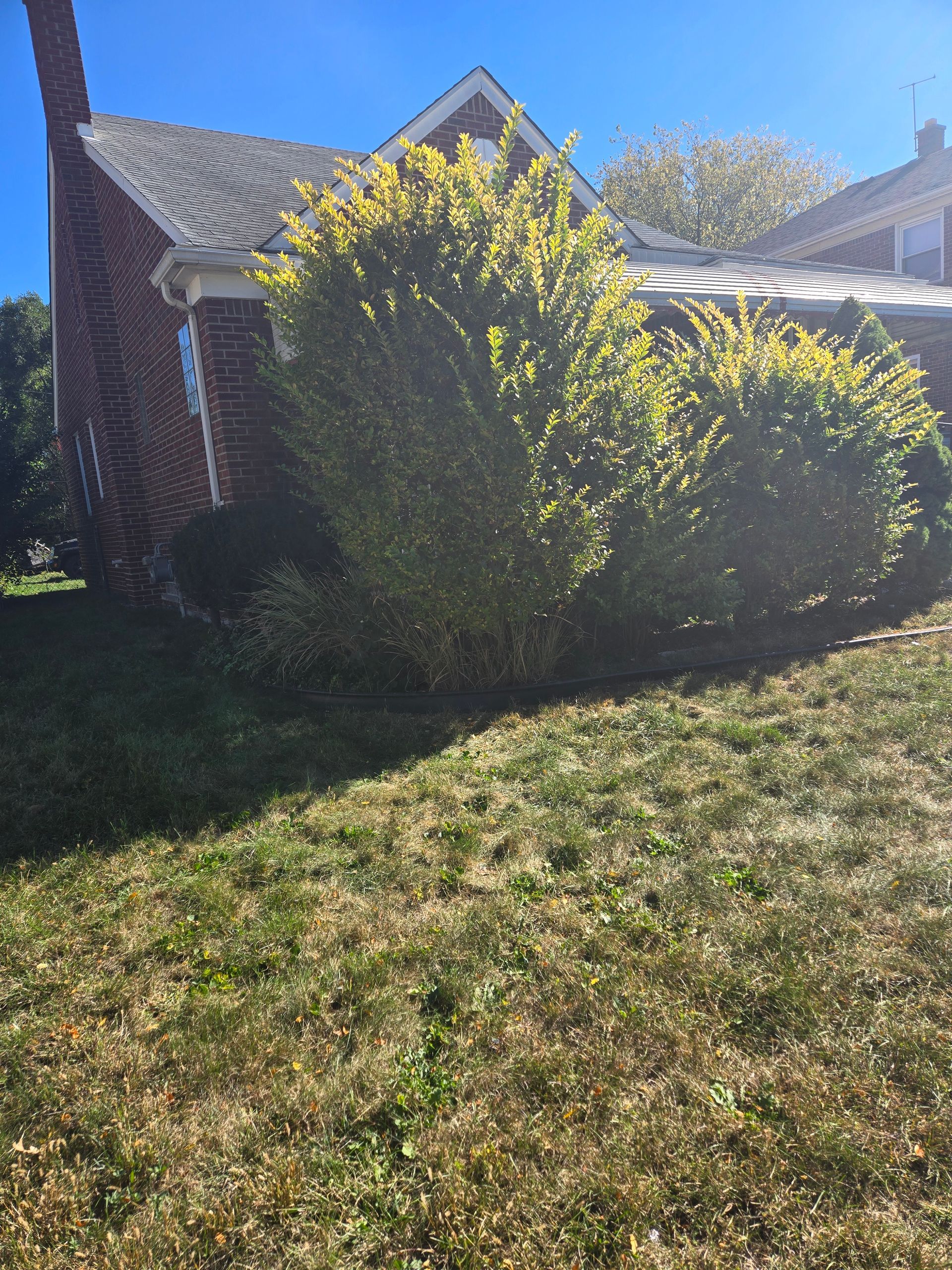 A brick house with tall, green bushes in front on a sunny day.
