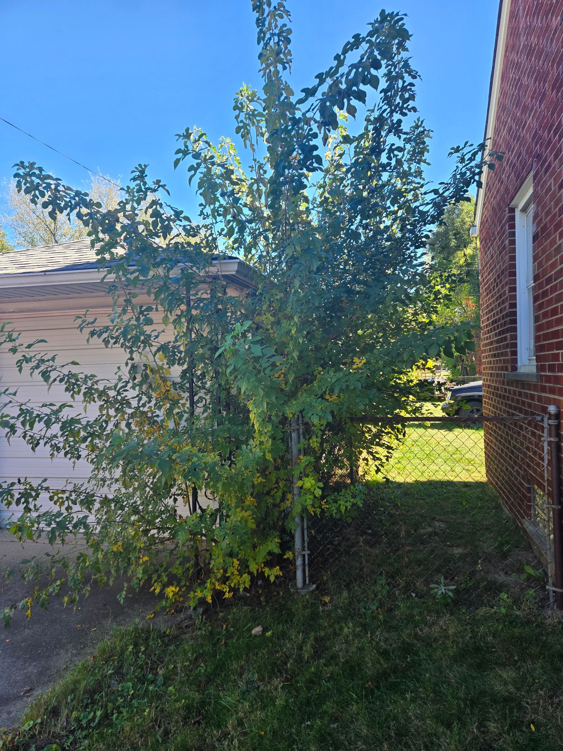A small tree with green and yellowing leaves growing between a brick building and a light-colored structure.