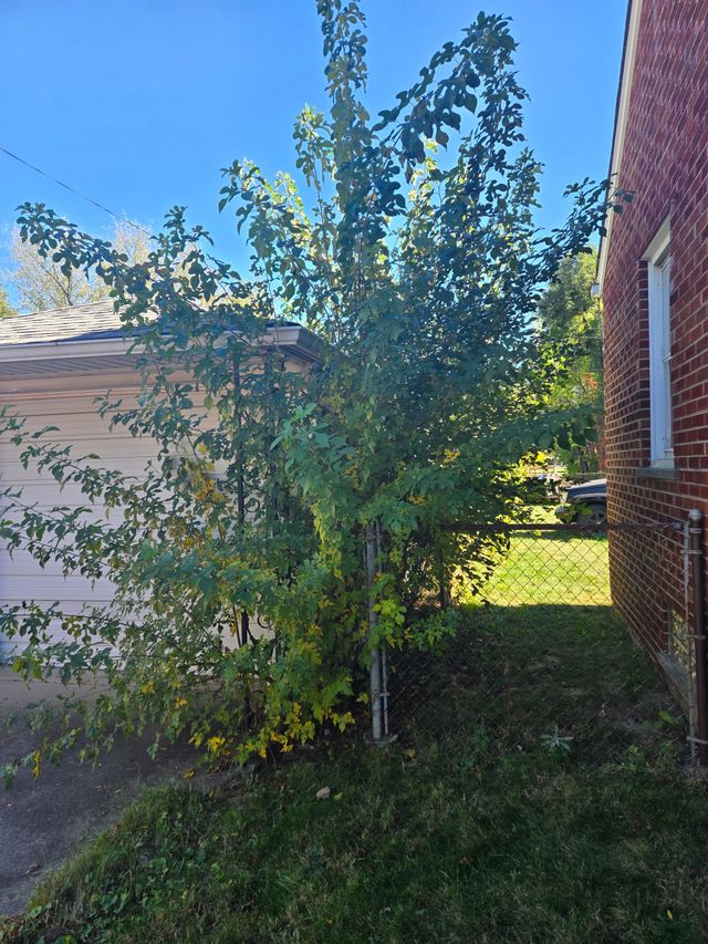 A small tree with green and yellowing leaves growing between a brick building and a light-colored structure.