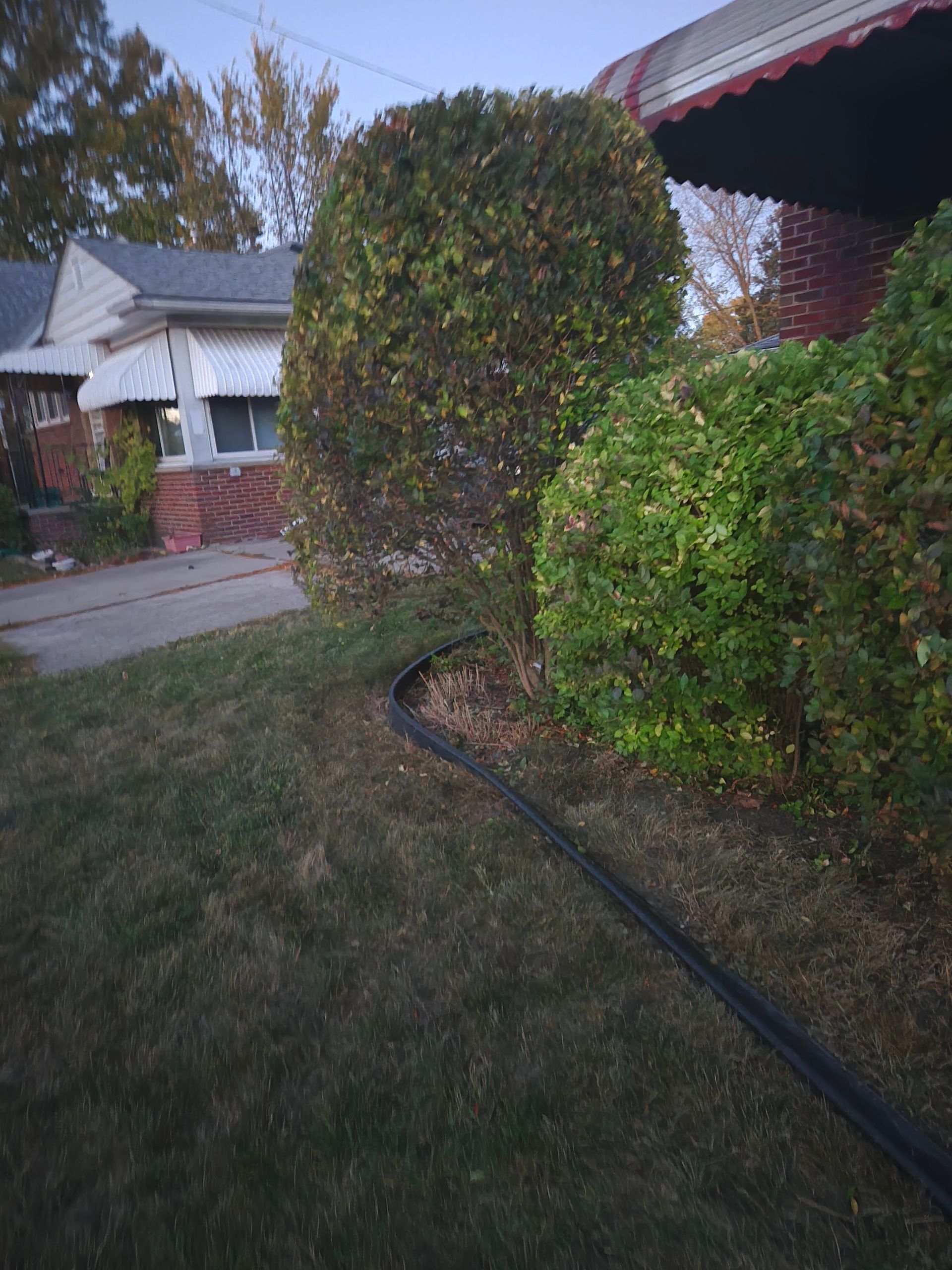 A landscaped front yard featuring a manicured round bush, a larger shrub, and a black edging border near a house.