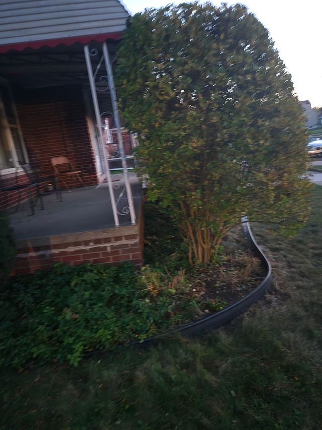 A large, rounded evergreen bush sits in a garden bed edged with black plastic, located next to a brick porch.