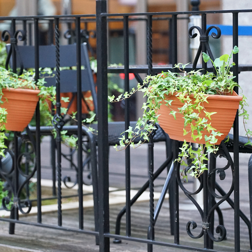 Two potted plants are hanging from a wrought iron fence