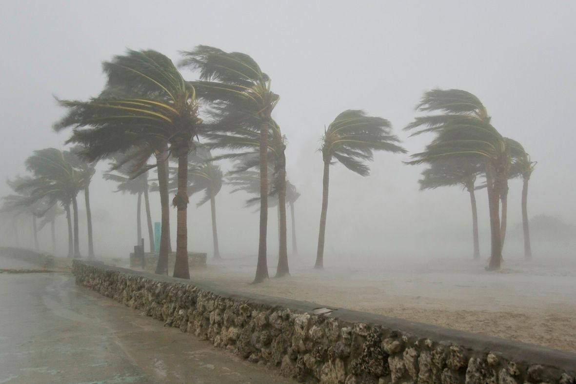 Hurricane Winds Blowing Trees