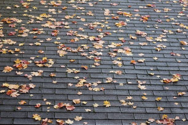 Collection of fallen leaves on a roof in Maryland, leading to trapped moisture and potentially clogged gutters.