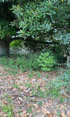 A tree with lots of leaves is in the middle of a field.
