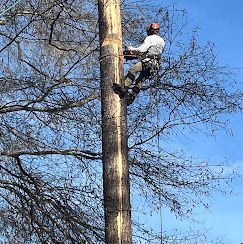A man is climbing a tree with a chainsaw.