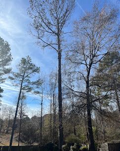 A group of trees in a forest with a blue sky in the background.