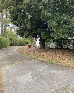 A dog is walking down a path next to a tree.
