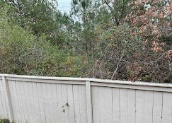 A white wooden fence surrounded by trees and bushes.