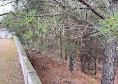 A wooden fence surrounded by pine trees in a forest.