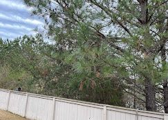 A white fence surrounds a lush green forest.