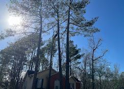 A house is surrounded by trees on a sunny day.