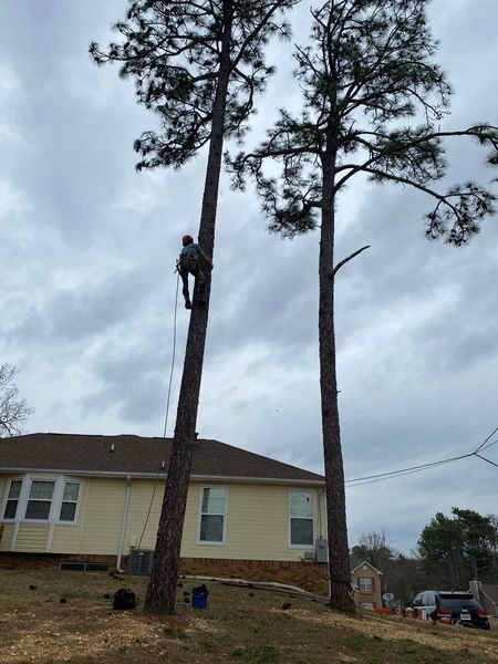 A man is climbing a tree in front of a house