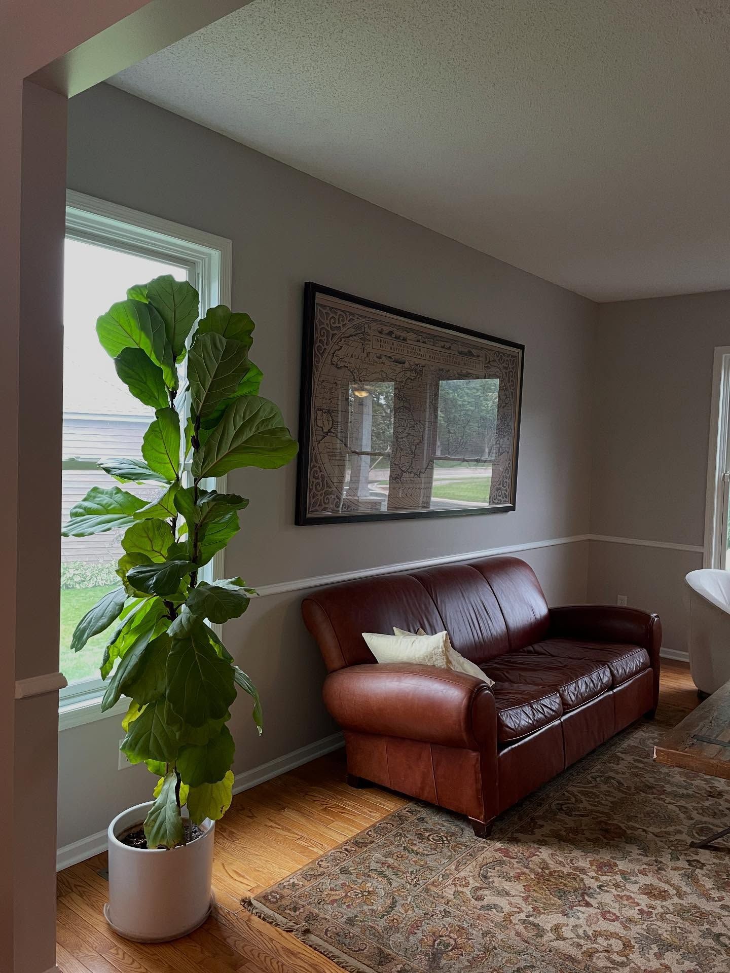 A living room with a brown leather couch, large fiddle-leaf fig, artwork, and an area rug on hardwood floors.