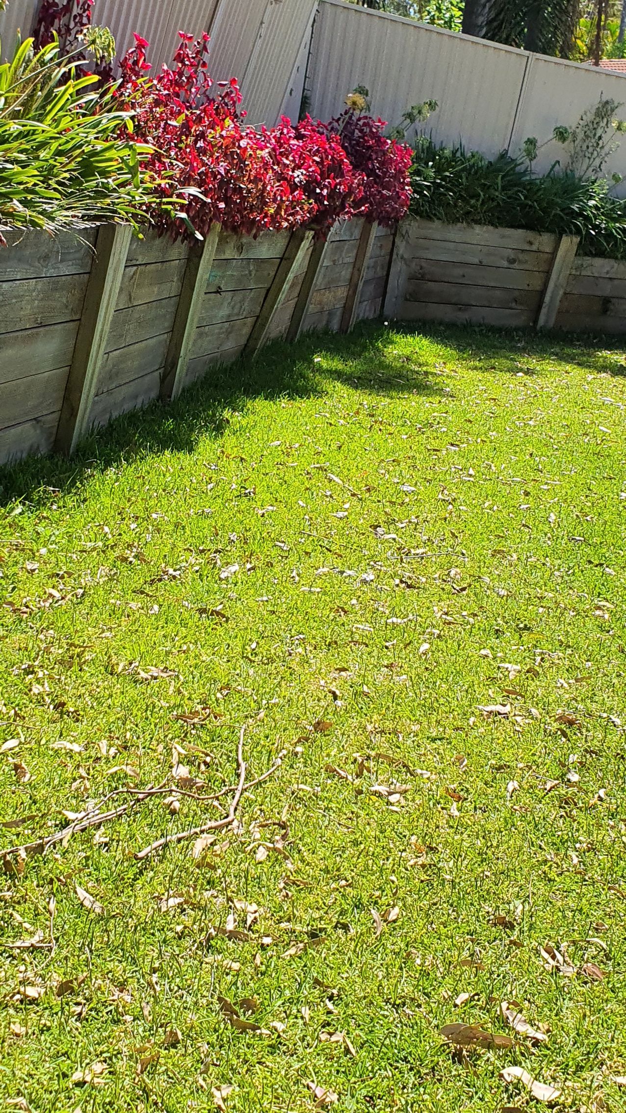 A lush green lawn with a white fence in the background.
