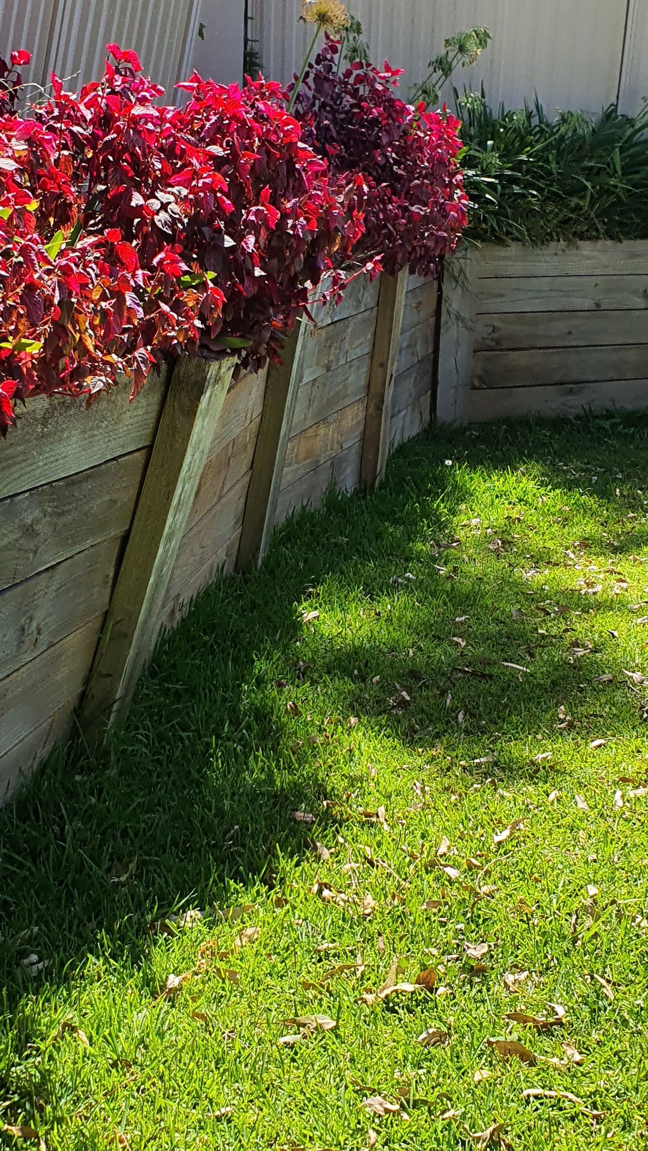 A wooden planter filled with red flowers is sitting on top of a lush green lawn.