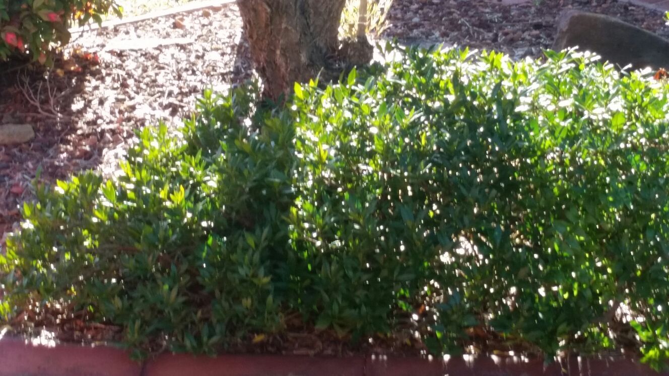 landscaping and gardening service